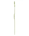 Montre Swatch Paradise Canopy